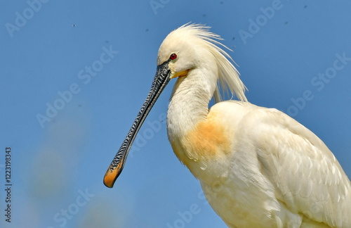 european spoonbill - Platalea leucorodia