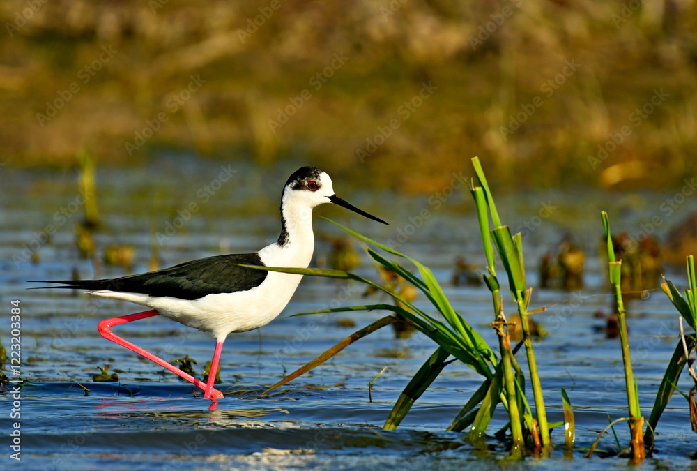 Obraz premium Black-winged Stilt (Himantopus himantopus) 