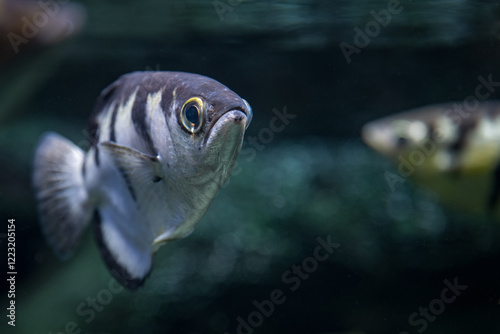 Five-spine stickleback shoal under the surface.
