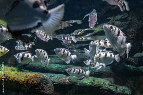Five-spine stickleback shoal under the surface.
