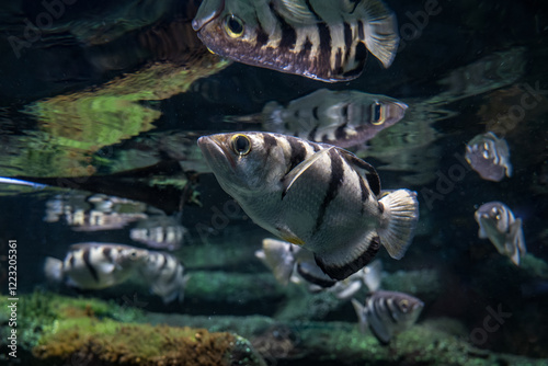 Five-spine stickleback shoal under the surface.
