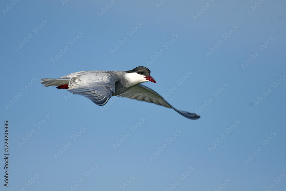 Fototapeta premium Whiskered Tern (Chlidonias hybrida) 