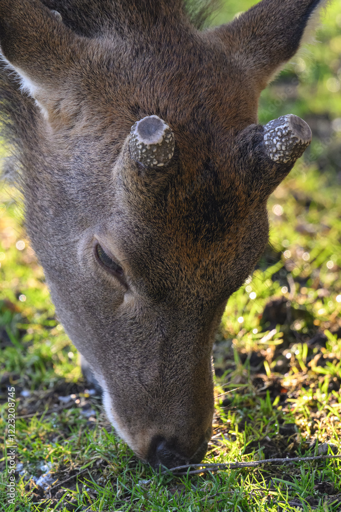 Obraz premium A deer that has shed its antlers is grazing. 