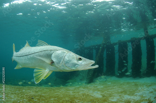 a Snook swimming in Florida