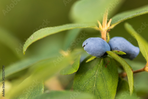 ripe honeysuckle on a bush, green honeysuckle leaves photo