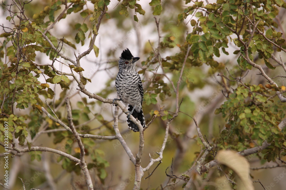 Obraz premium spotted woodpecker
