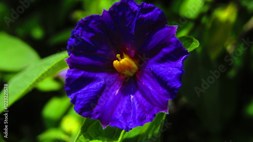 Lycianthes Rantonnetii Close-Up Vivid photo