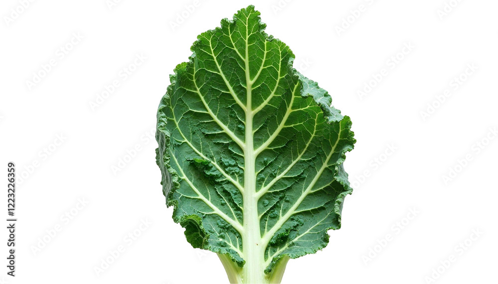 Close up image of fresh green kale leaf on black background
