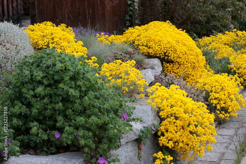 Felsensteinkraut (Aurinia saxatilis) Steingartenpflanze mit gelben Blüten