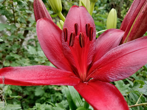 Red lily flower. Beautiful red lilies in the summer garden. Lilium belonging to the Liliaceae. Oriental Lily close up. Full blooming red lily.