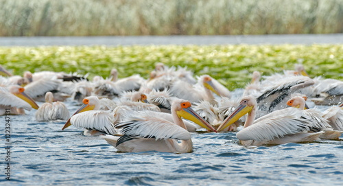 pelicans on the ground