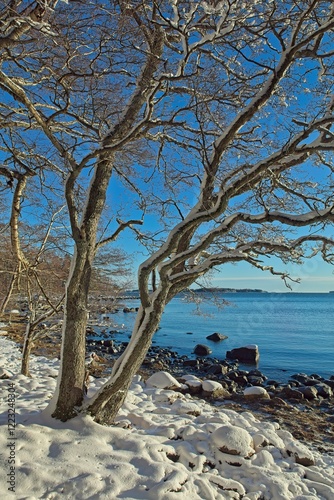 Trees on a sunny day at seashore on a cold winter day, Uutela, Helsinki, Finland. photo