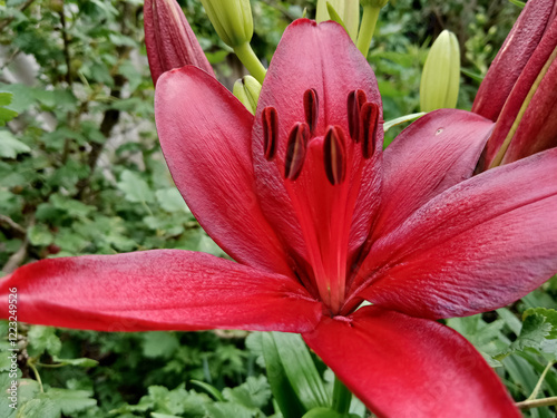 Red lily flower. Beautiful red lilies in the summer garden. Lilium belonging to the Liliaceae. Oriental Lily close up. Full blooming red lily.