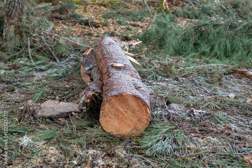 Canvastavla Tronco de madeira no solo após abate de pinheiro em meio a uma floresta para a i