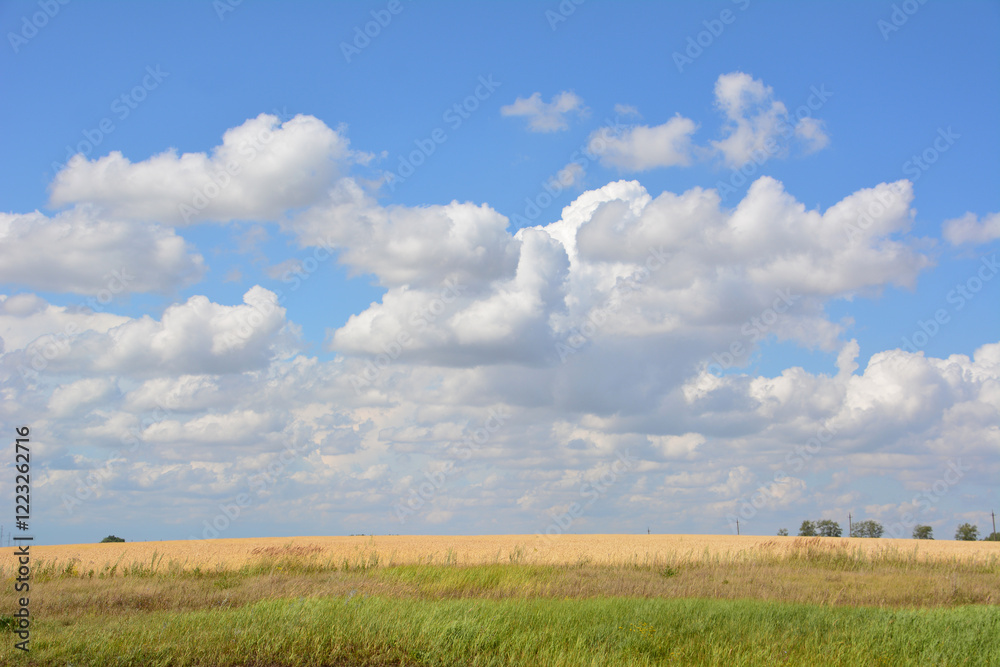 Summer Wheat Field with blue sky and white clouds Summer Wheat Field with blue sky and white clouds