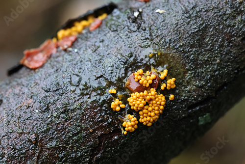 Badhamia utricularis, a slime mould from Finland, no common English name
