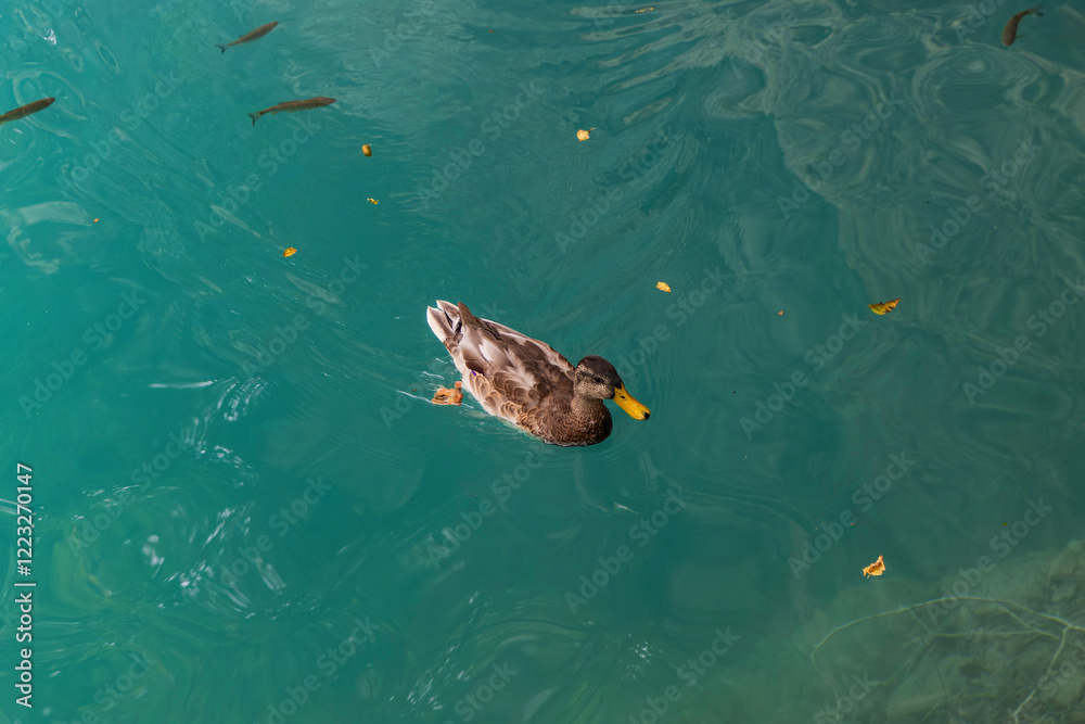 Beautiful Mullard Duck on lake, Plitvice Croatia. Beautiful Mullard Duck on lake, Plitvice Croatia.