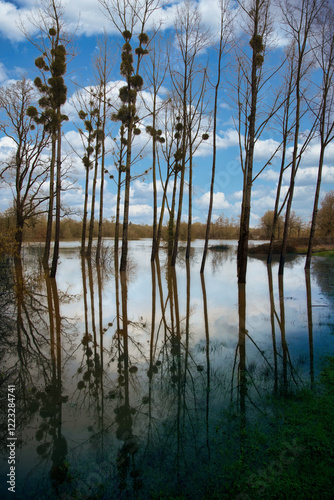 arbres dans l'eau