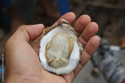 Eating of fresh live oysters with citron, bread and white wine at outdoor farm cafe in oyster-farming village Thailand