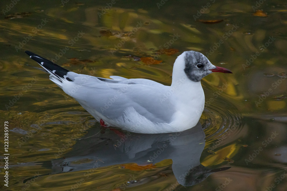 A black headed Gull (seagull) walking on the colourful water with reflection on the water. Scotland. A black headed Gull (seagull) walking on the colourful water with reflection on the water. Scotland.