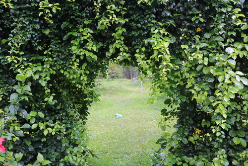 Green archways provide shade, enhance aesthetics, and create a peaceful, inviting atmosphere. They are popular in wedding venues, Zen gardens, and outdoor spaces, symbolizing growth, renewal, and harm