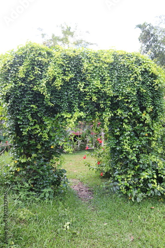 Green archways provide shade, enhance aesthetics, and create a peaceful, inviting atmosphere. They are popular in wedding venues, Zen gardens, and outdoor spaces, symbolizing growth, renewal, and harm