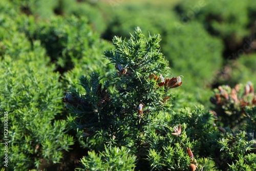 Common gorse plant - Ulex europaeus