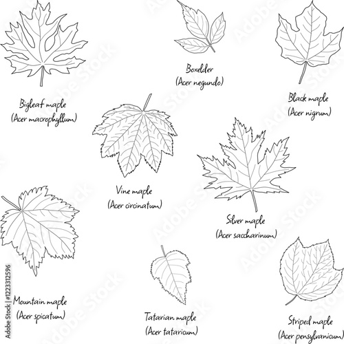 Various species of maple leaves, with English and Latin names, floral leaf outlines  