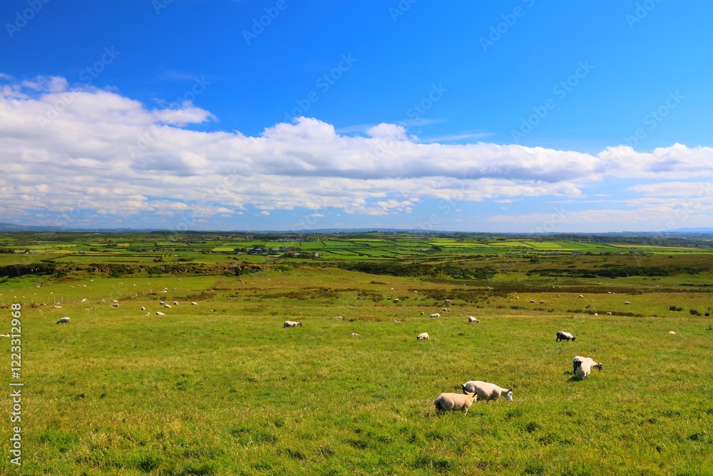 Fototapeta premium Sheep grazing in County Antrim, Northern Ireland