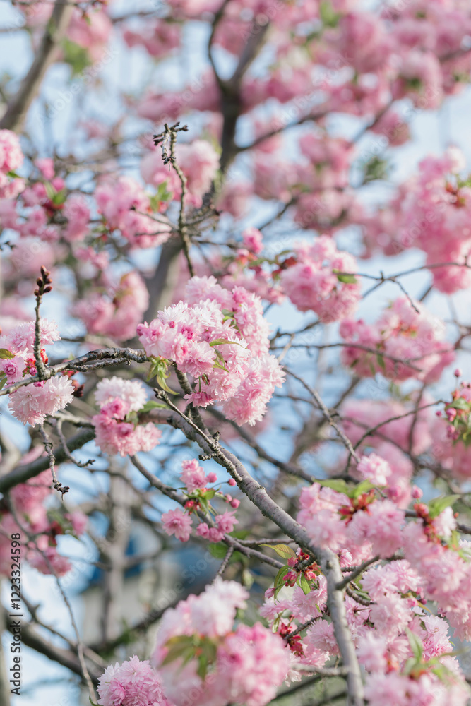 Pink flowers on blooming almond bush. Spring nature concept. Selective focus Pink flowers on blooming almond bush. Spring nature concept. Selective focus