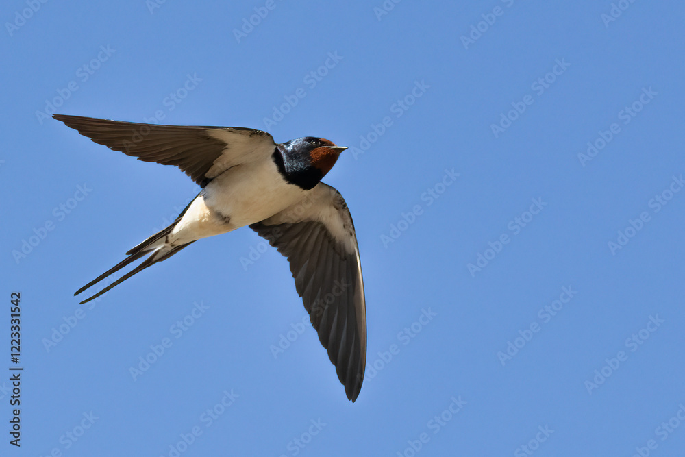 Fototapeta premium Barn swallow