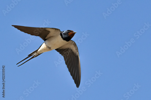 Barn swallow