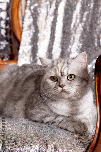 Adult British Shorthair cat sitting on a chair
