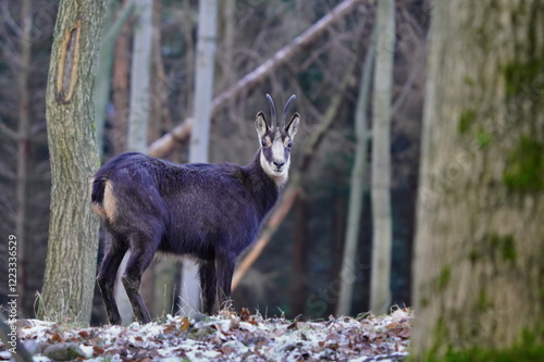 A chamois stands in the forest and looks at the camera. Rupicapra rupicapra. A horn animal in its nature habitat.
