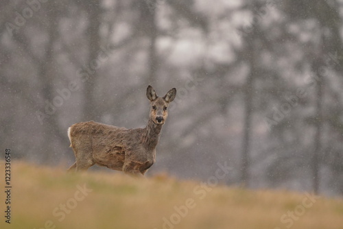 A roe stands on the meadow and looks at the camera. Wildlife scene with a roe deer. Capreolus capreolus. 