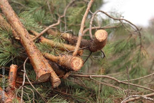 Cutting pine branches, forest. Cut pine branches in a green forest, close-up. Concept of cutting down trees. Trimming branches that interfere with wires. Pile of cut green pine branches photo