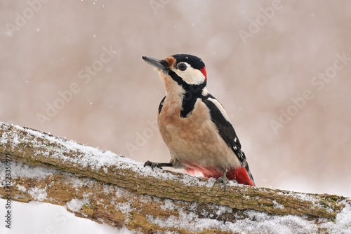 Great spotted woodpecker Dendrocopos major bird songbird wildlife nature predator cock o the north, beautiful animal mountain finch, animal, bird watching ornithology, flower bud fauna wildlife Europe