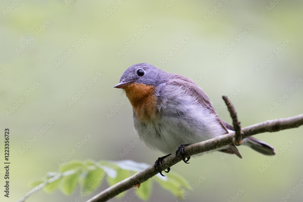 Red-breasted Flycatcher Red-breasted Flycatcher