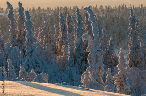 Snow covered forest landscape in Sweden during early morning light photo