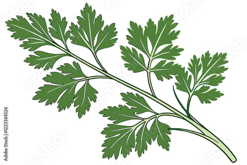 parsley isolated on white