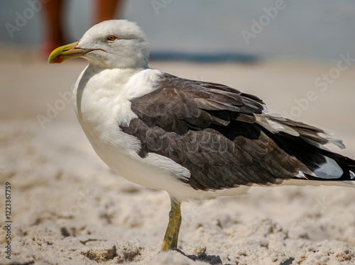 The common gannet or king gull (Larus marinus) is a large gull, being the largest of the European gulls. Photographed in Cabo Frio, Rio de Janeiro. photo