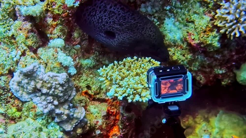 A camera captures a moray eel near coral, highlighting underwater exploration
