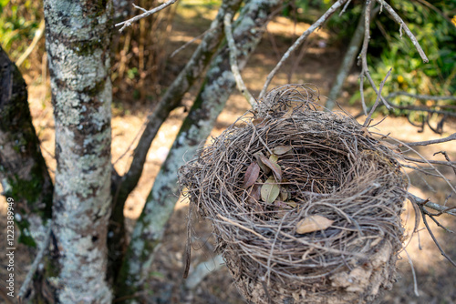 Small nest photographed in a garden tree, located on a farm in the Jardim das Oliveiras neighborhood, municipality of Esmeraldas, Minas Gerais, Brazil.