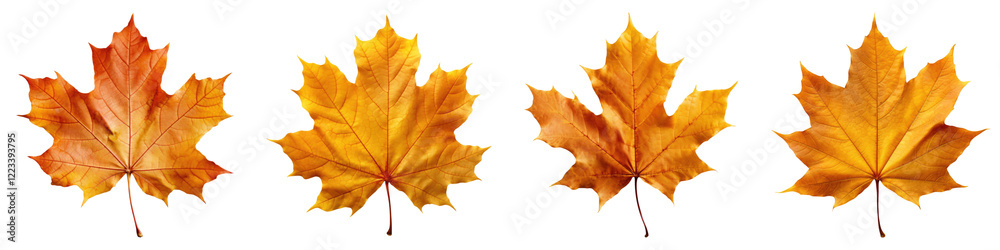 Autumn leaf isolated on transparent background, PNG, Set of Autumn leaf isolated on transparent background, PNG, Set of