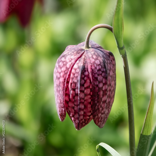 Snake's head fritillary photo