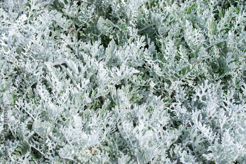 Beautiful silverdust gray flowers on a background of grass. photo