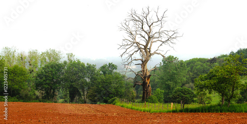 arbre mort