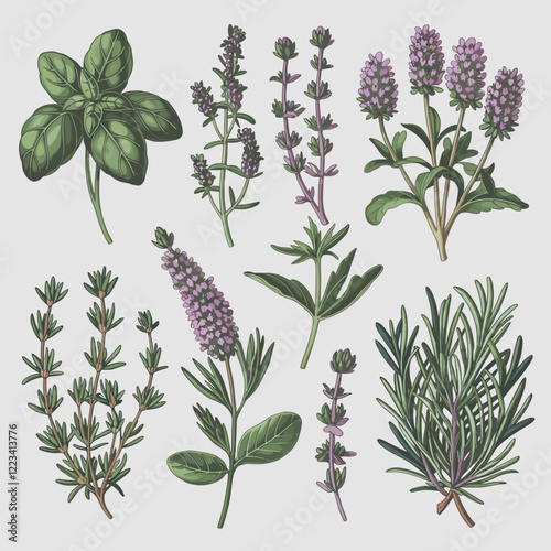 Botanical Illustration of Culinary Herbs