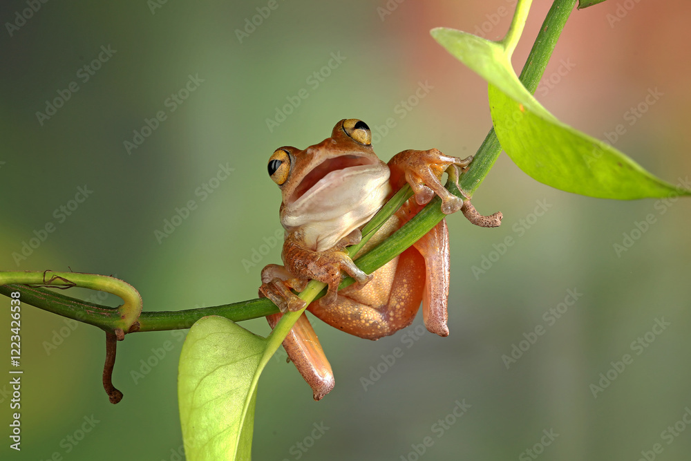 Naklejka premium Rhacophorus rhodophus, Flying tree frog on the branch