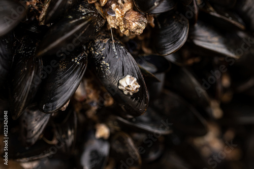 Barnacle attached to a mussel